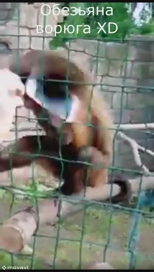 Обезьяна украла телефон прикол #shorts