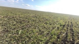 Первая подкормка озимой пшеницы сорт "Безостая 100"