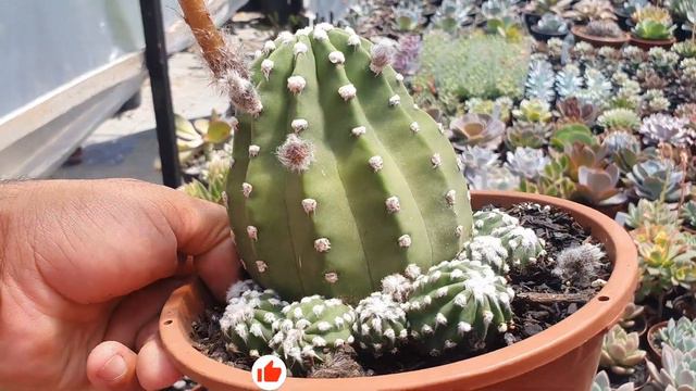 Mais Suculentas, Baratas e com Sorteios! смотреть онлайн