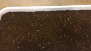 Годеция 04.03.18 Пикирование рассады годеции