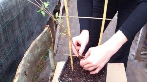 Как правильно подвязать купленный саженец клематиса к опоре.  4 Весна. часть 1