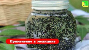 Что такое ЧЕРНЫЙ ТМИН? Польза и вред для ОРГАНИЗМА