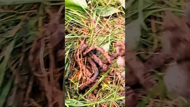 Хороший сигнал металлоискатеоя смотреть онлайн