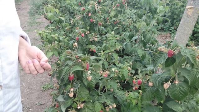 Ремонтантная малина Поклон Казакову обзор сорта в пригороде Воронежа смотреть онлайн