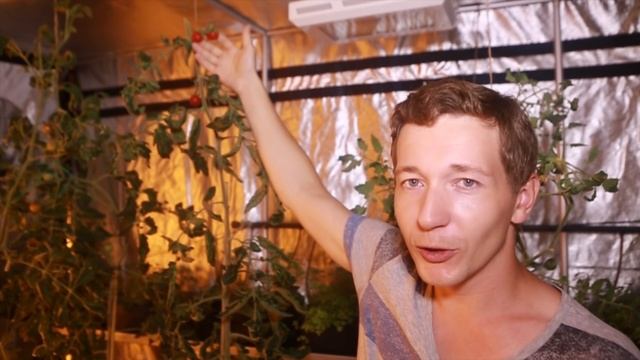 №12 Как выбрать лампу для растений. Часть 2 смотреть онлайн