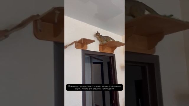 Настенный игровой комплекс для кошек "Джон Кроу" от Hunnkatt смотреть онлайн