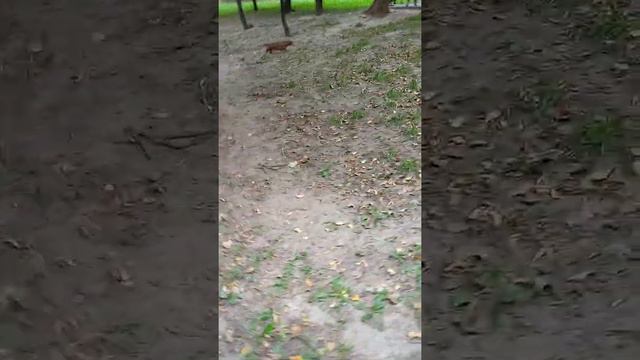 Собака съела гадость на улице смотреть онлайн