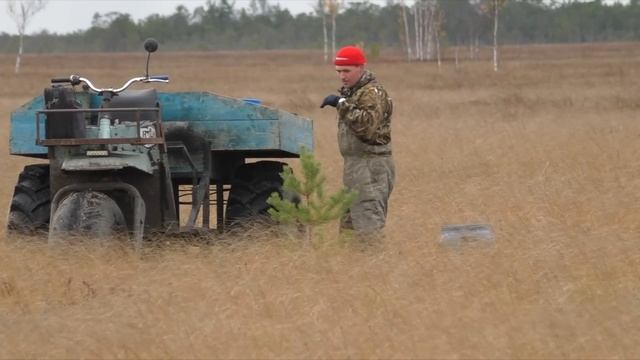 Как собирают клюкву в Сибири. Васюганское болото. How we harvest cranberries in Siberia смотреть онлайн