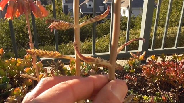 Kalanchoe Delagoensis Blooming Succulent; Bryophyllum Delagoense; Mother Of Millions, Chandelier