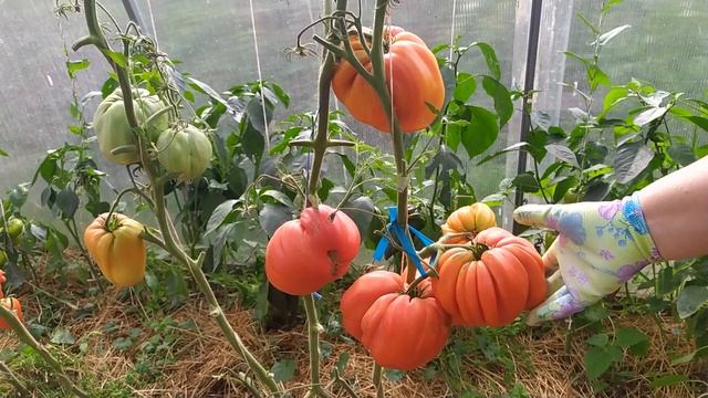 Лучшие сорта томатов