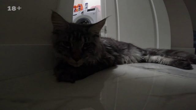 Обзор новичка Kawasaki Vulcan S. Сколько в нем Ерша?