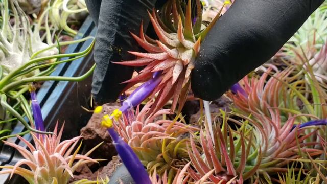 How to pollinate your 'Air Plant' смотреть онлайн