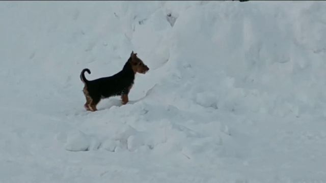 Берта и Блэк Дракон из Звездного Графства (3 месяца) австралийский терьер смотреть онлайн