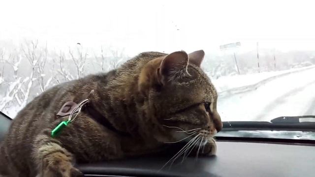Камчатка.С моим другом,котом Семёном,по зимним дорогам Камчатки.За бортом , -20 градусов по С. смотреть онлайн