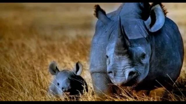 10 животных вымерших по вине человека!!! смотреть онлайн