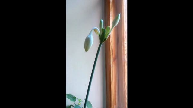 Волшебство рядом... смотреть онлайн