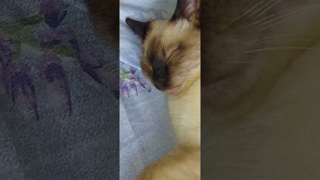 Шурик Старосиамский тайский котенок смотреть онлайн