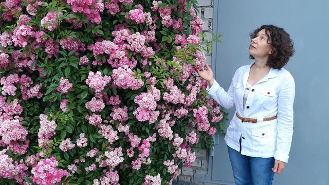 Розы - обзор моего сада / Сезон - лето 2022 / 4k video / ПЕРЕЗАЛИВ - ИСПРАВЛЕН ЗВУК !!!/ смотреть онлайн