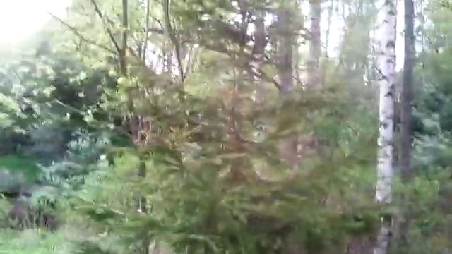 красота цветет,идем к реки, смотреть онлайн