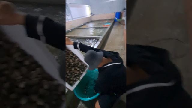 Где на Фукуоке купить ракушку напрямую у рыбаков смотреть онлайн