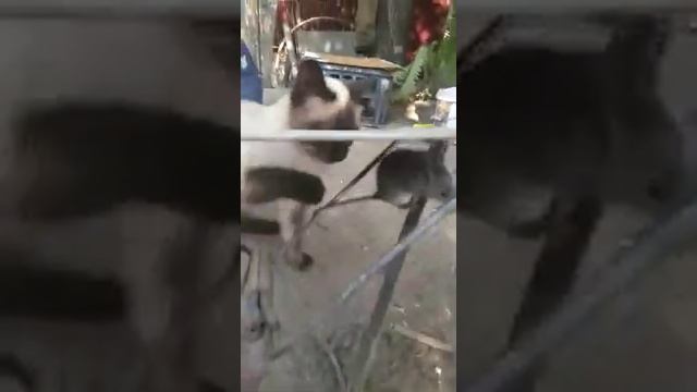 Cat and Rat best friends смотреть онлайн