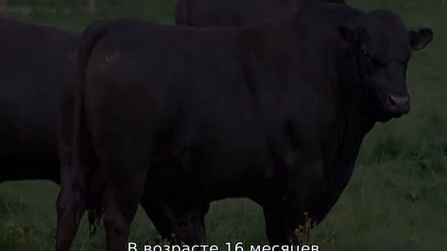 Комолая корова смотреть онлайн