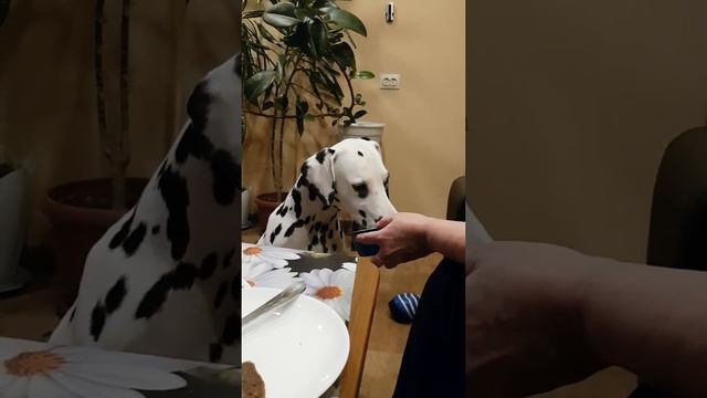Далматин Лора кушает.