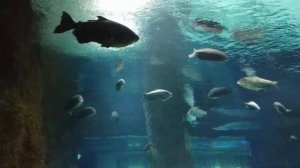 Шоу Русалки в Москвариуме Праздник моря