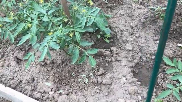 Почему опасны нижние листья на томатах Как избаиться от гусениц на помидорах смотреть онлайн