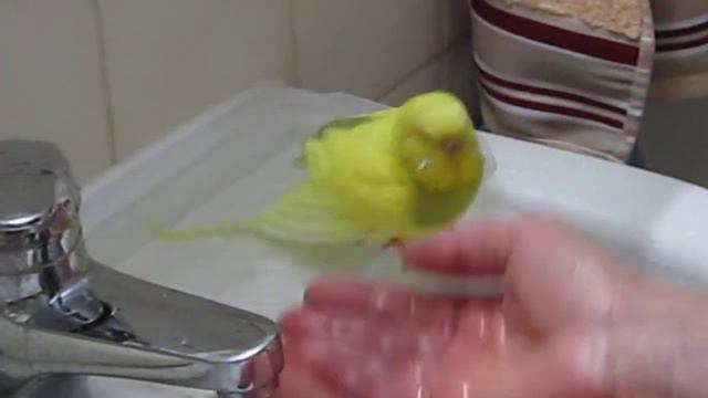 КУПАЕТСЯ ПОПУГАЙ смотреть онлайн