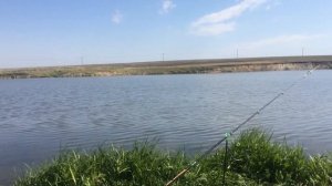 Быки,рыбалка,отдых