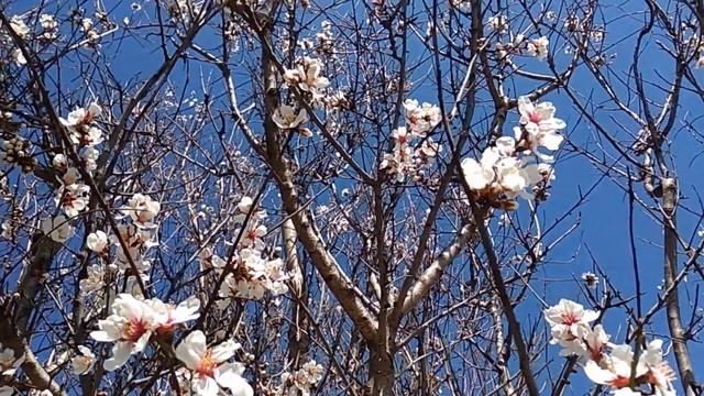 #крым #8марта #миндаль С наступающим 8 марта смотреть онлайн