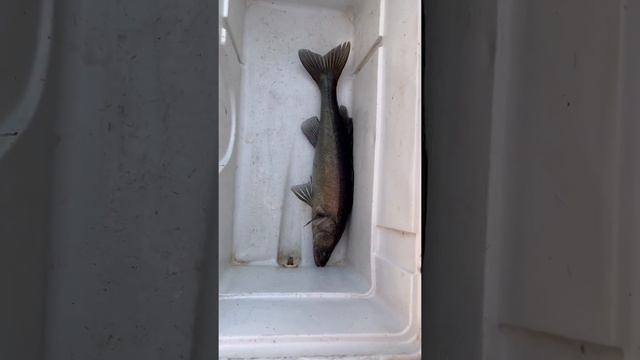 Как мы с Саней ловили рыбу))) #рыбалка #приколы #юмор #отдых #смехдаитолько #вода #лето смотреть онлайн