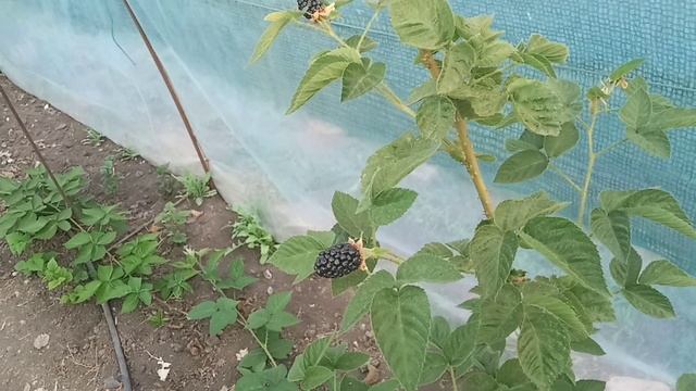 Ежемалина Оникс безумно вкусный сорт смотреть онлайн