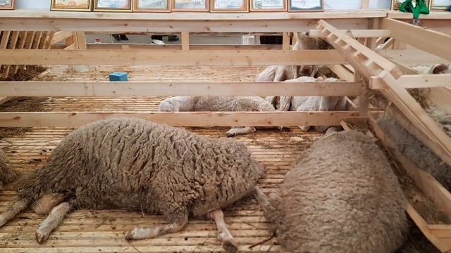 РОССИЙСКАЯ ВЫСТАВКА ПЛЕМЕННЫХ ОВЕЦ И КОЗ В ДАГЕСТАНЕ АНЖИ АРЕНА(ЧАСТЬ 1) смотреть онлайн