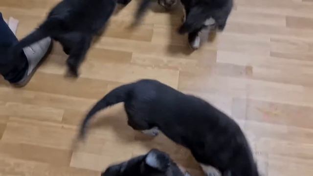 ОГО, КАК ВАС МНОГО!? Щенки ВЕО овчарки. Одесса . смотреть онлайн