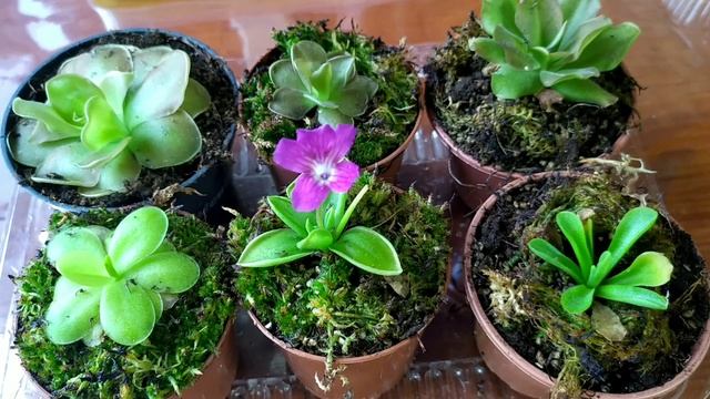 Жирянка(Pinguicula). Виды, содержание и уход. Пересадка в новую почвосмесь.