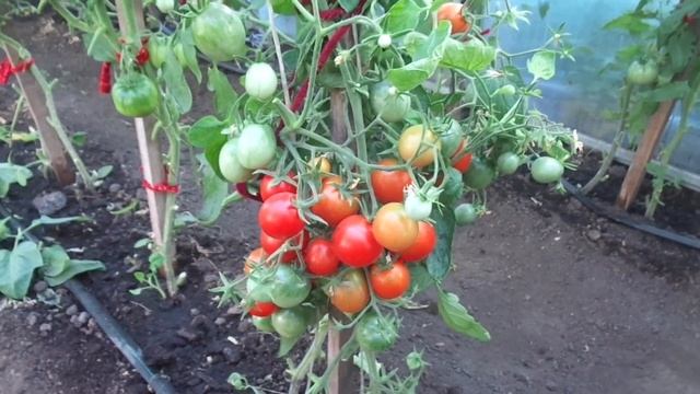 НЕОБЫЧНЫЕ ТОМАТЫ. ПОДКИДЫШ. Ольга Чернова. смотреть онлайн