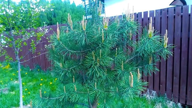 САД ВЕСНОЙ/ВИШНИ, ЯБЛОНИ, СИРЕНЬ, СОСНЫ, ЕЛОЧКИ И МНОГОЛЕТНИЕ РАСТЕНИЯ смотреть онлайн