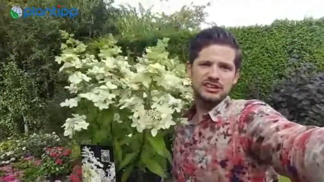 Plantipp presents Hydrangea paniculata CONFETTI смотреть онлайн