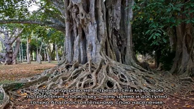 Самая ценная в мире древесина — эбеновое дерево смотреть онлайн