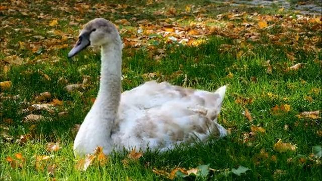 Муж продержался в декрете месяц. Теперь у меня понимающий и заботливый мужчина. Интересные истории смотреть онлайн