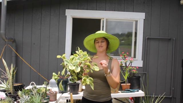 Hawai’i plant haul Kaua’i nursery and landscaping смотреть онлайн