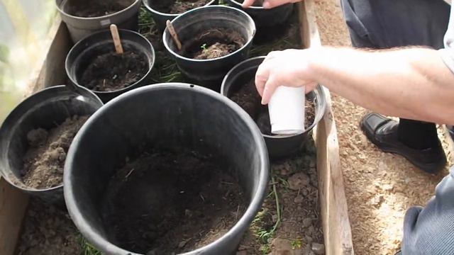 Пересадка рассады картофеля из стаканчика в большую ёмкость смотреть онлайн
