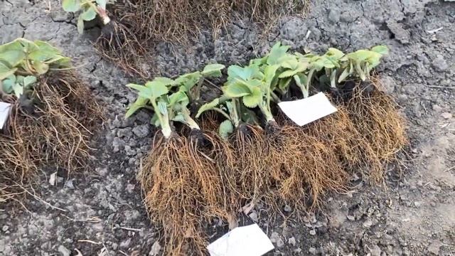 Где купить саженцы Клубники, Малины с доставкой по Украине почтой смотреть онлайн