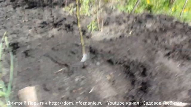 Как посадить саженцы груши. Груша Чижевская и Россошанская: посадка на даче. смотреть онлайн