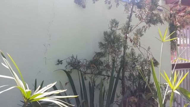 Conheça a planta chamada de sombrinha-chinesa. [Cyperus alternifolius] смотреть онлайн