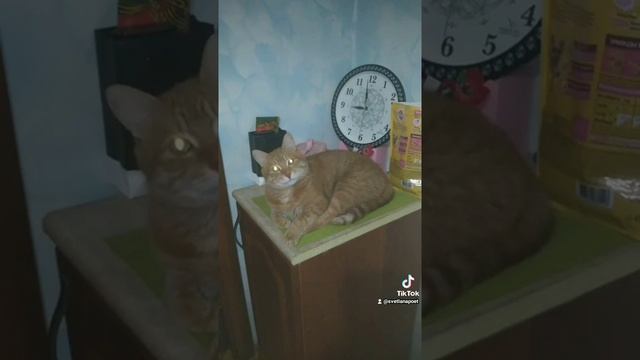 очень-умный-кот-поет смотреть онлайн