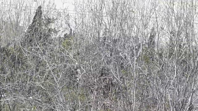 Mercedes NG смотреть онлайн