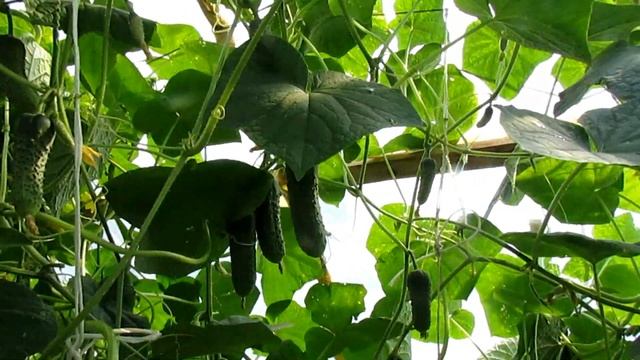 Эксперимент . В апреле в теплице собираем огурцы. Незабываем что сегодня 1 апреля. смотреть онлайн